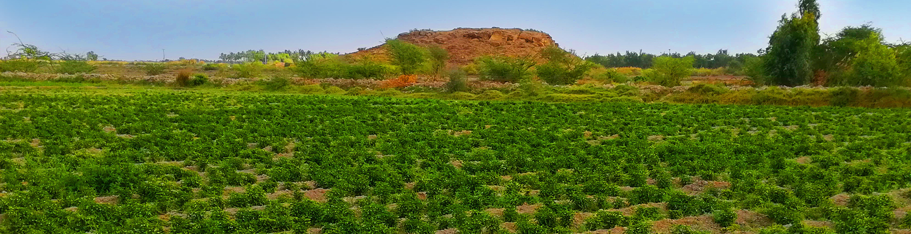 Farm Image 2