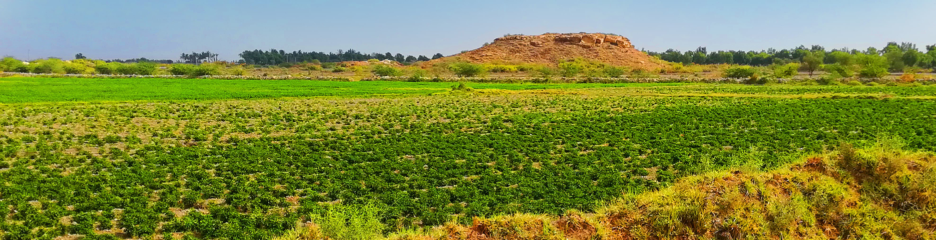 Farm Image 3