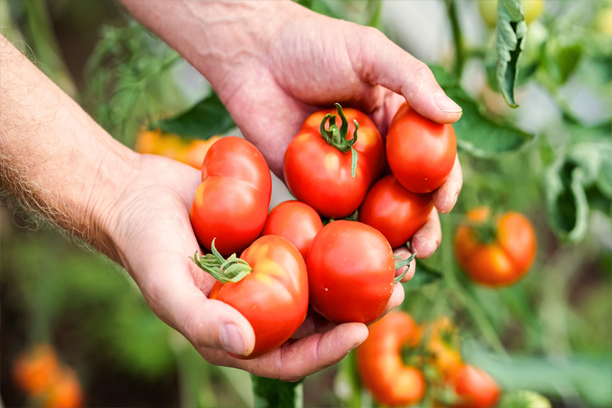 Tomatoes